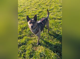 liebster Cuba in 72124 Pliezhausen auf einer Pflegestelle sucht sein Zuhause