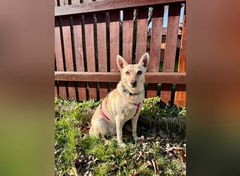 sensible Frieda auf Pflegestelle in 87754 Kammlach sucht ihr Zuhause