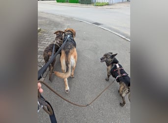 liebster Cuba in 72124 Pliezhausen auf einer Pflegestelle sucht sein Zuhause