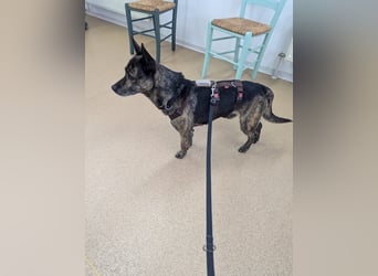 liebster Cuba in 72124 Pliezhausen auf einer Pflegestelle sucht sein Zuhause