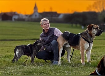 liebster Cuba in 72124 Pliezhausen auf einer Pflegestelle sucht sein Zuhause