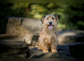 Ferdinand - fröhlicher Hundejunge
