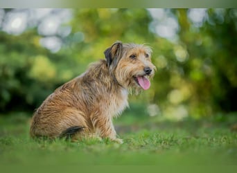 Ferdinand - fröhlicher Hundejunge