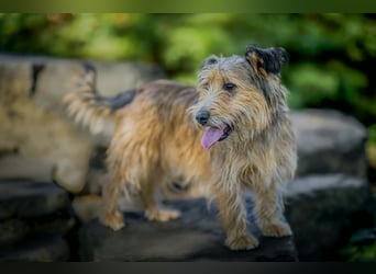 Ferdinand - fröhlicher Hundejunge