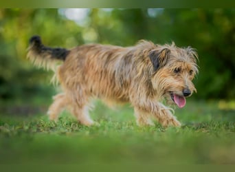 Ferdinand - fröhlicher Hundejunge