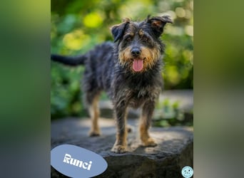 Runci - verspielt und lustig