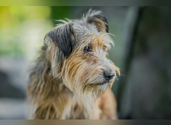 Ferdinand - fröhlicher Hundejunge