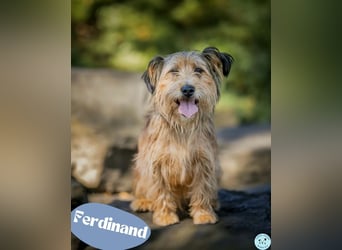 Ferdinand - fröhlicher Hundejunge