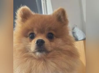 WINNIE Pooh - kleines Flauschbällchen