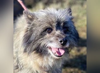 BANDY musste an der Kette leiden