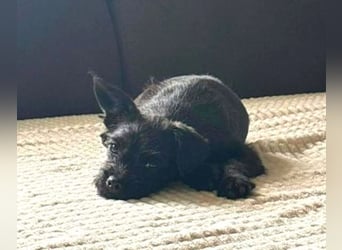 LILI - kleines Hundekind auf der Suche nach dem großen Glück