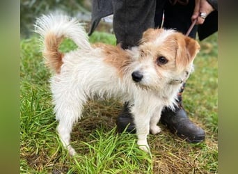 JOEY 2 wünscht sich sehnlichst ein Zuhause