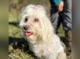 PEGGY 2 kleines Wuschelchen