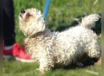 MIKE , wer hilft uns den kleinen zu retten?