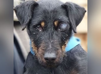 TARA ist in großer Not