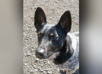 MIA ist eine Frohnatur