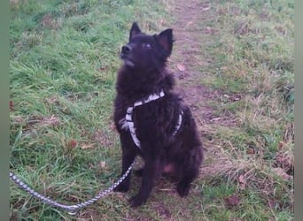 BLACKY 3 ist ein Goldschatz