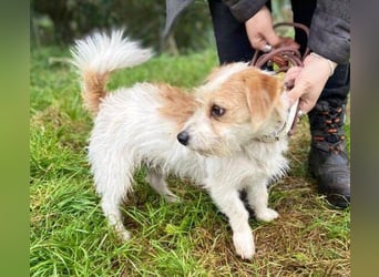 JOEY 2 wünscht sich sehnlichst ein Zuhause