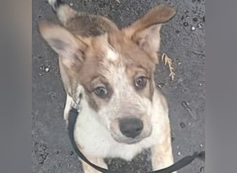 HUGO wurde allein zurück gelassen