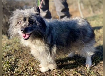 BANDY musste an der Kette leiden