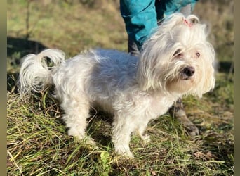 PEGGY 2 kleines Wuschelchen