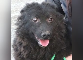 BLACKY 3 ist ein Goldschatz