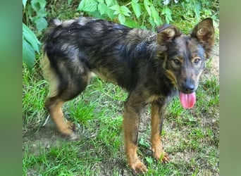 MIMI ist ein niedliches kleines Hundeherzchen