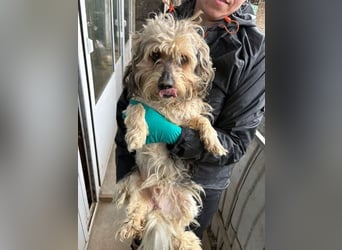 PAULCHEN braucht unsere Hilfe