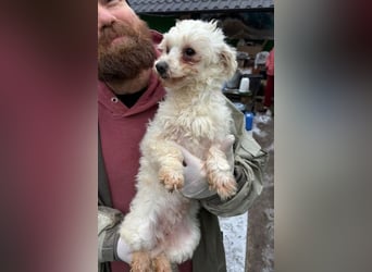 WHITE wurde herzlos abgeschoben