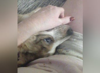 HUGO wurde allein zurück gelassen