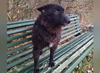 BLACKY 3 ist ein Goldschatz