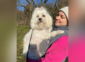 PEGGY 2 kleines Wuschelchen