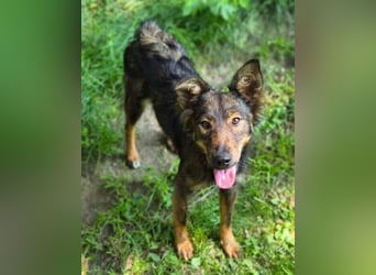 MIMI ist ein niedliches kleines Hundeherzchen