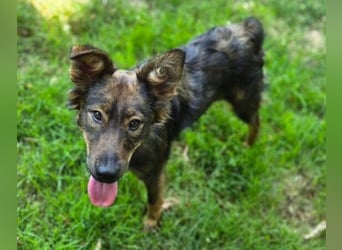 MIMI ist ein niedliches kleines Hundeherzchen