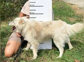 TALPI wer hat ein weiches Bettchen für ihn?