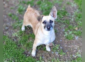 REXINA Mini-Mäuschen REXINA Mini-Mäuschen