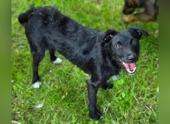 LILLY braucht dringend ein Zuhause