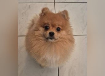 WINNIE Pooh - kleines Flauschbällchen