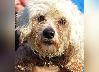 MIKE , wer hilft uns den kleinen zu retten?