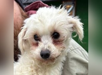 WHITE wurde herzlos abgeschoben