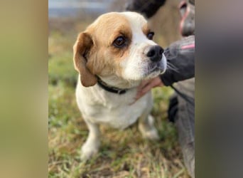 BODRI ist eine ganz sanfte Seele