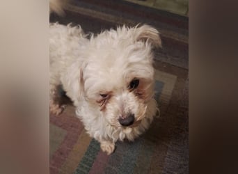 WHITE wurde herzlos abgeschoben