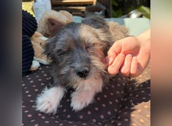 CLEO ist ein süßes Hundebaby