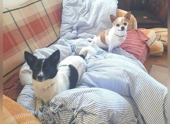 HOSHI hofft auf ein liebevolles Zuhause