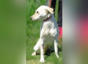 BELLA wurde einfach in die Tötung entsorgt