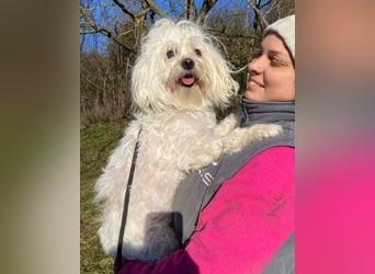 PEGGY 2 kleines Wuschelchen