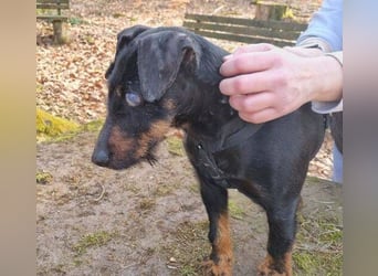 TARA ist eine ganz liebe Hündin