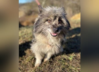 BANDY musste an der Kette leiden