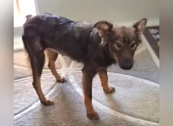 MIMI ist ein niedliches kleines Hundeherzchen