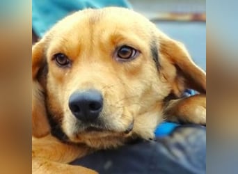 NICKY sitzt in der Tötung,  wir wollen um sie kämpfen